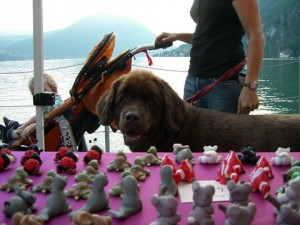 club del cane educazione cinofila cane con famiglia