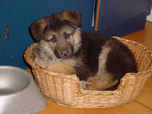 club del cane educazione cinofila pastore tedesco cucciolo