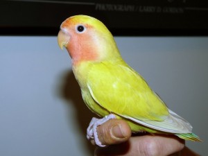 clubdelcane-pappagallo inseparabile1