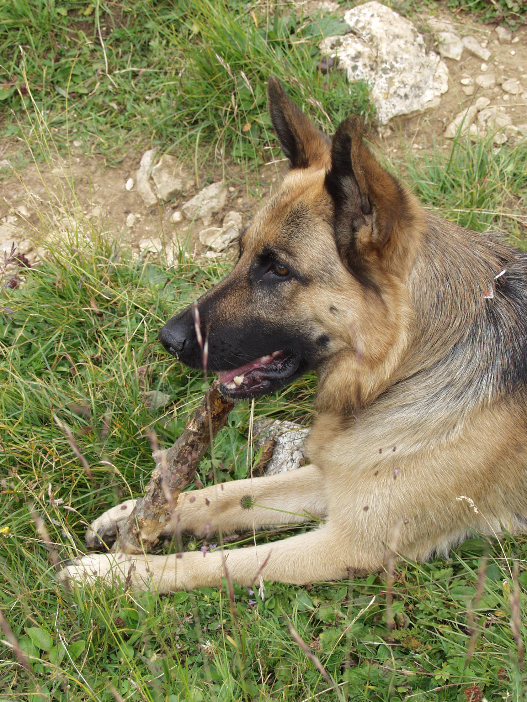 La perdita del nostro compagno di vita - Club del cane